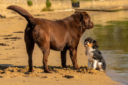 A dog cavalier king charles, a cute puppy on the beach with a chocolate labrador