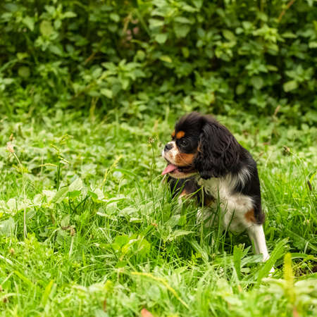 A dog cavalier king charles, a cute puppy running in a field in springの写真素材