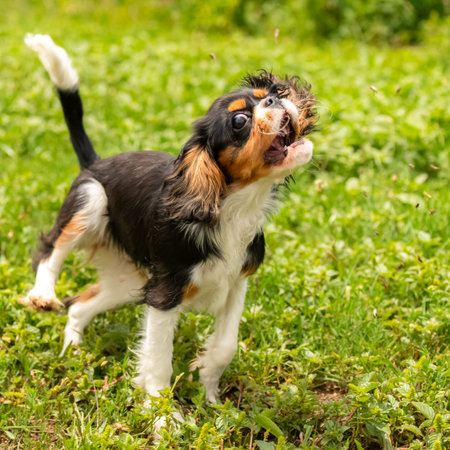 A dog cavalier king charles, a cute puppy running in a field in spring