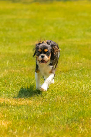 A dog cavalier king charles, a cute puppy running on the lawnの写真素材