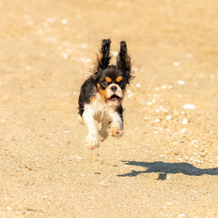 A dog cavalier king charles, a cute puppy running on the beachの写真素材