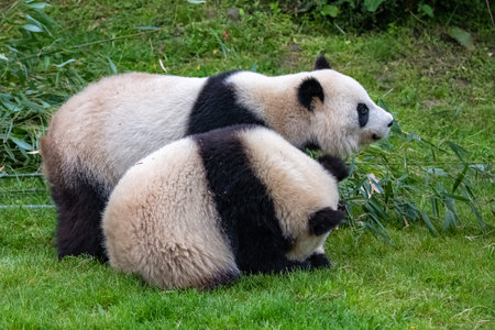 Giant pandas, bear pandas, baby panda and his mother eating bamboo
