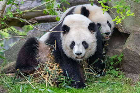 Giant pandas, bear pandas, the mother and her son eating bambooの写真素材
