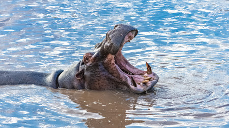 hippopotamus in the lake in Africa, portrait