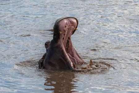 hippopotamus in the lake in Africa, portraitの写真素材