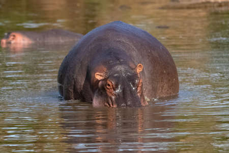 hippopotamus in the lake in Africa, portraitの写真素材