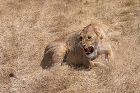 Lions hunting in the savannah, in Tanzaniaの写真素材