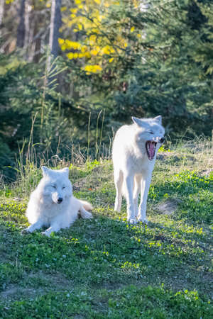 Arctic wolf, white wolf standing in the forest in Canada, profileの写真素材