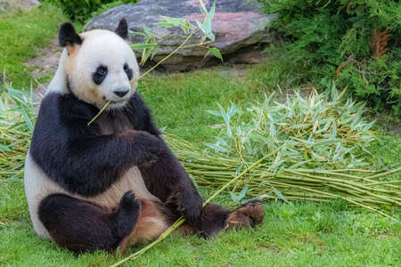 Young giant panda in the grass, portraitの写真素材