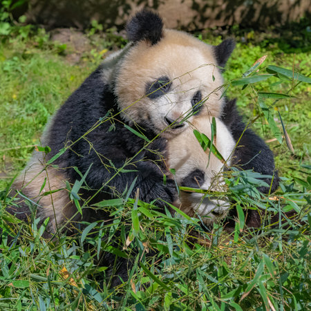 Young giant panda in the grass, portraitの写真素材