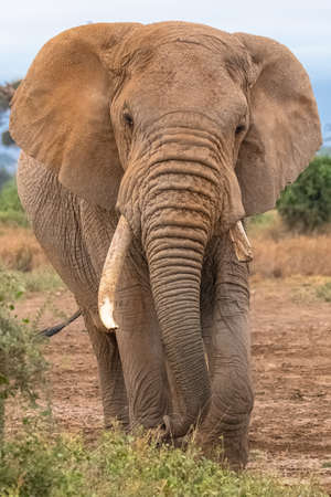 an old elephant walking from the front, with a broken defenseの写真素材