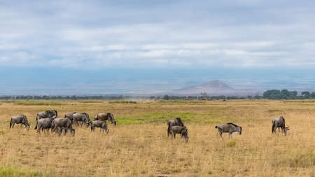 wildebeest, gnu running in the savannah in Africa, in the Serengetiの写真素材