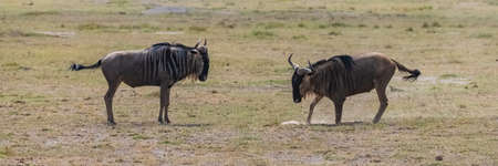 wildebeest, gnu running in the savannah in Africa, in the Serengetiの写真素材