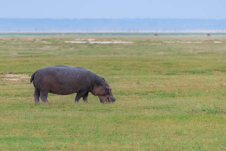 Hippopotamus, the mother and the young on the grass in Africaの写真素材