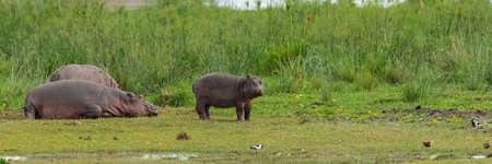 Hippopotamus, the mother and the young on the grass in Africaの写真素材