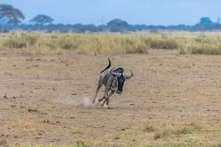wildebeest, gnu running in the savannah in Africa, in the Serengetiの写真素材