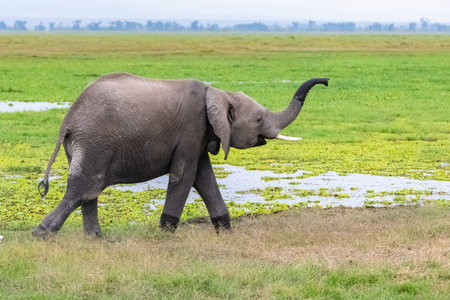 elephants playing together in Africa, cute animals in the Amboseli park in Kenyaの写真素材