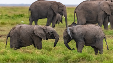elephants playing together in Africa, cute animals in the Amboseli park in Kenyaの写真素材