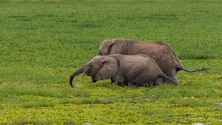 elephants in the swamps in Africa, drinking and bathingの写真素材