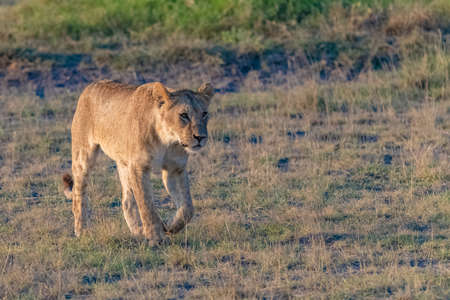 A young lion hunting in the savannah, in Tanzania, looking for a preyの写真素材