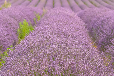 lavender flowers in a field in Provence, beautiful backgroundの写真素材