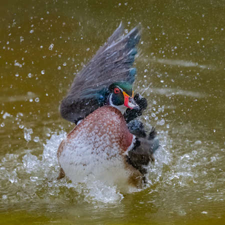 Carolina duck or wood duck, Aix sponsa, colorful duck standing,  snorting after bathの写真素材