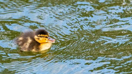 Mallard duck, duckling, baby swimming and speakingの写真素材