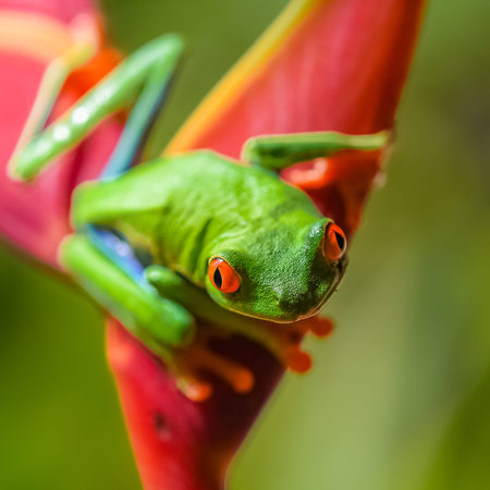 Red eye frog in Costa Rica
