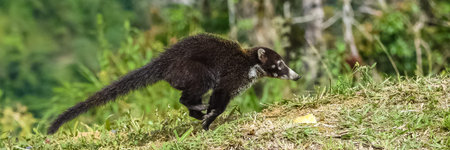 white-nosed coati, Nasua narica, in the forest in Costa Rica
