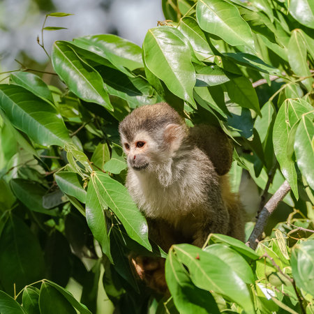 capuchin, baby monkey on a tree in the jungle, Costa Rica