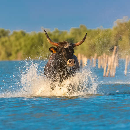 Bull galloping in the water, running bull in Camargueの写真素材