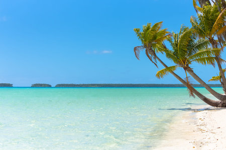 paradise island beach palms and clear turquoise ocean water in French Polynesia, with coconut tree