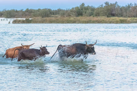 Bull galloping in the water, charging bull in Camargueの写真素材