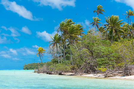 paradise island beach palms and clear turquoise ocean water in French Polynesia, with coconut tree