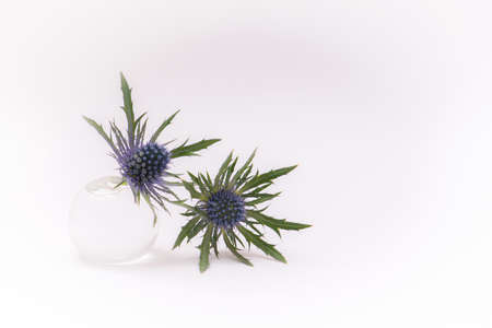 blue thistles, flowers in a small glass vase isolated on a white backgroundの写真素材