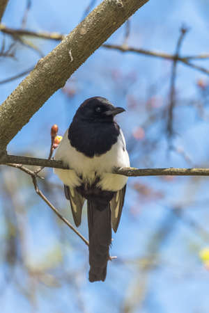 An eurasian Magpie, Pica pica, beautiful bird perched on a tree in springtimeの写真素材