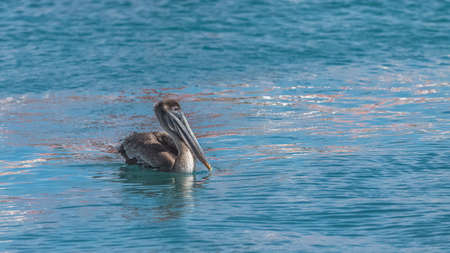 Brown pelican, bird in Guadeloupeの写真素材