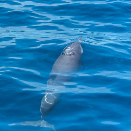 Pan tropical spotted dolphin, dolphin swimming in blue seaの写真素材