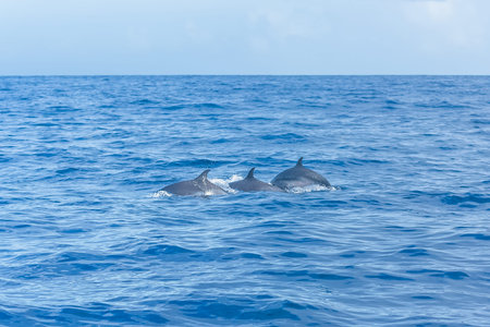 Pan tropical spotted dolphin, dolphin swimming in blue seaの写真素材