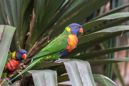 Rainbow lorikeet, beautiful parrots