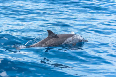 Pan tropical spotted dolphin, dolphin swimming in blue seaの写真素材
