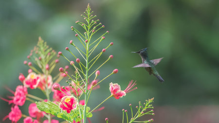 Antillean Crested Hummingbird, hummingbird sparring at blossom flowers