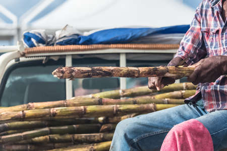 Marie-Galante island in Guadeloupe, man who peels some sugar cane on the marketの写真素材