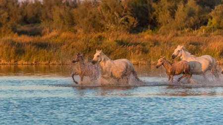 Horses running in the water, beautiful wild horses in Camargueの写真素材