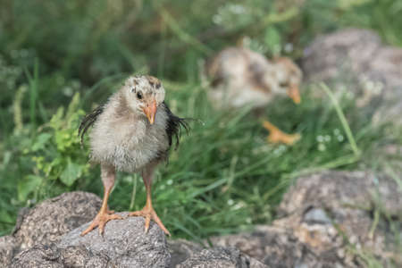Hen and chicken, mother and babies on green grassの写真素材