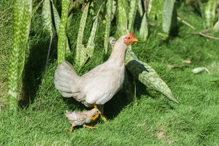 Hen and chicken, mother and babies on green grass