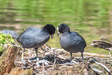 Two eurasian coots, birds in spring, loveの写真素材