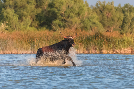 Bull galloping in the water, charging bull in Camargue