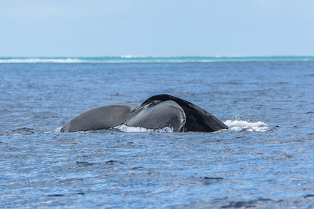 Humpback whale swimming in the Pacific Ocean, tail of the whale diving
