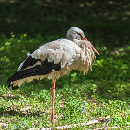 sick stork bird walking in green grass meadow and spreading wings